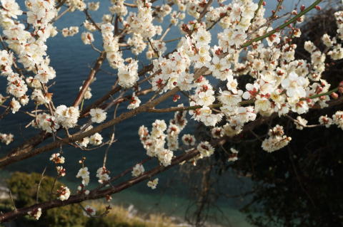 灘黒岩水仙峡の梅の花