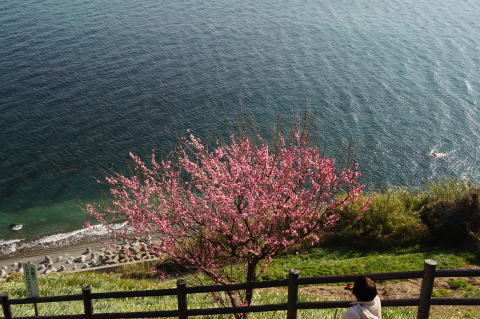 灘黒岩水仙峡の梅の花と海