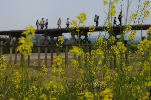 木津川の流れ橋と菜の花