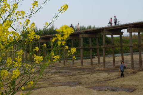 木津川の流れ橋と菜の花
