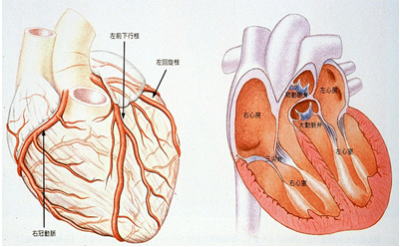 心臓の内部構造