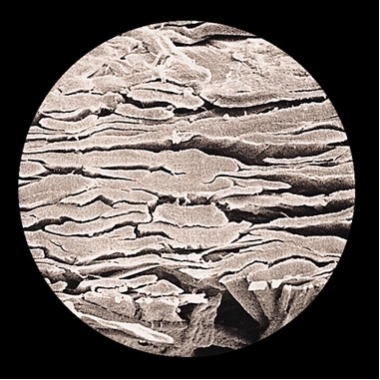 雁皮の顕微鏡断面図