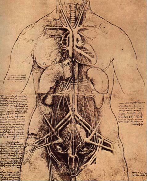 レオナルド・ダ・ビンチ人体解剖図