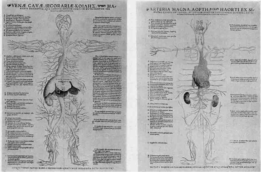ヴェサリウスの動脈と静脈の図