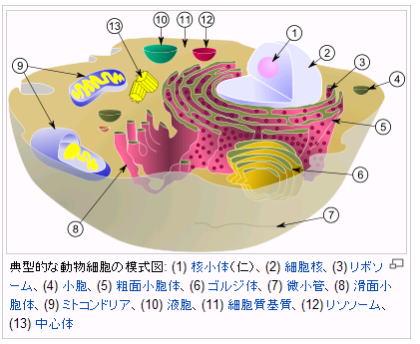 動物細胞の模式図