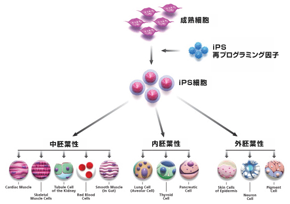 iPS細胞－人工多能性幹細胞
