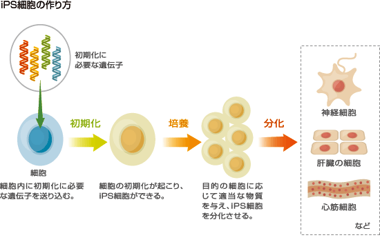 iPS細胞の作製方法