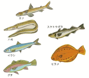 蒲鉾の原料魚