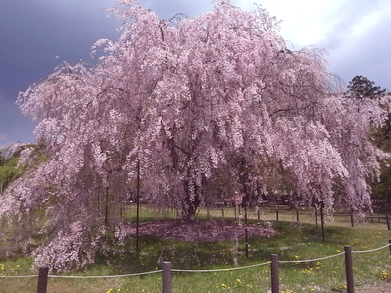 京都上賀茂神社の枝垂れ桜