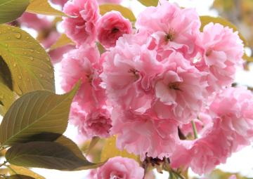 緋牡丹桜　
