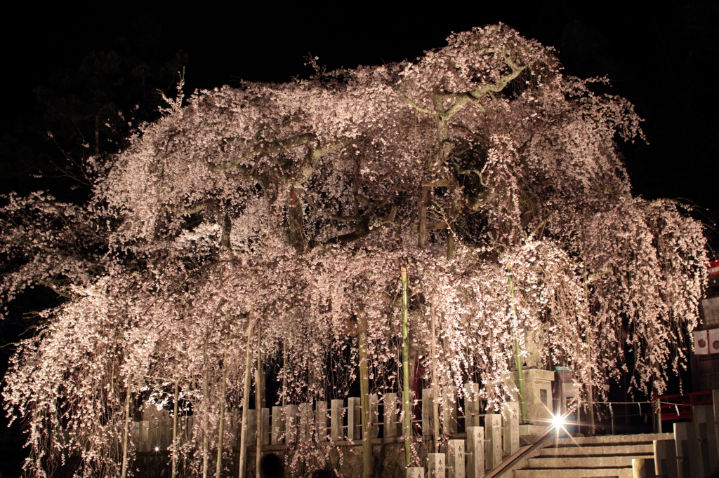 福島県小川諏訪神社の枝垂れ桜