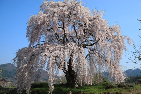 長野県高山村の枝垂れ桜　