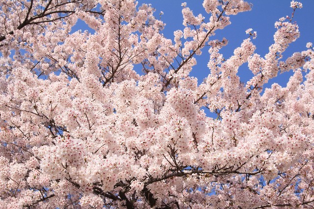 吉野の上千本桜