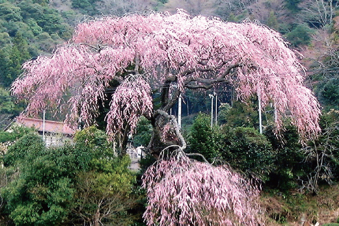 静岡　栃沢の枝垂れ桜